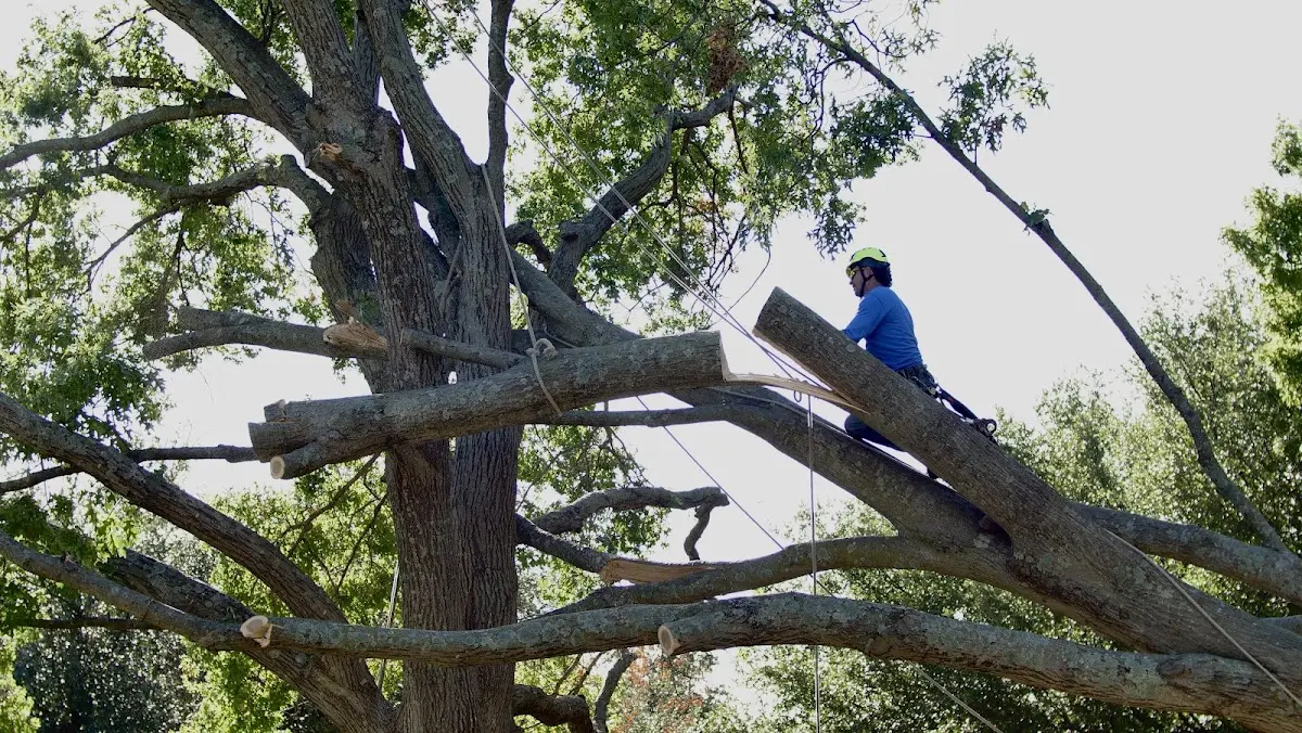 Professional Hazardous Tree Removal performed by certified arborists in Milnesand